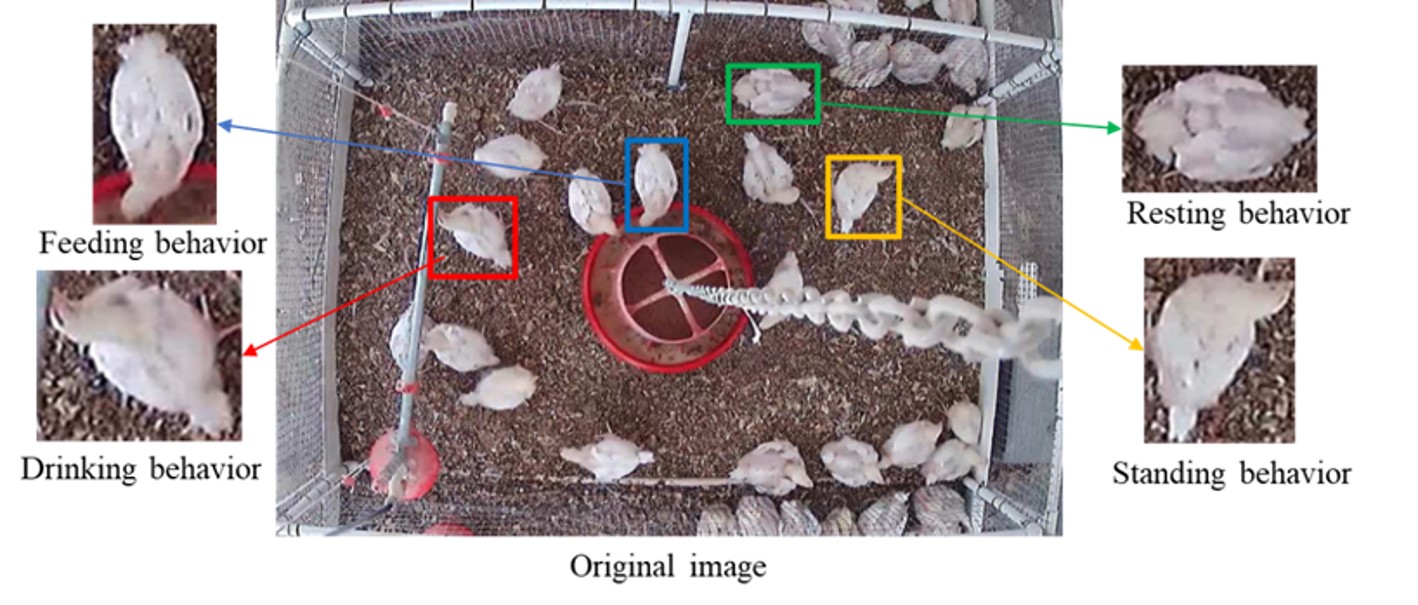 Poultry behavior AI detection